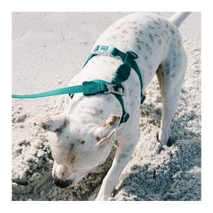 Zee.dog Arnes H-harness Ella Zeedog M Para Perro Mundozoo Zee.dog Arnes H-harness Ella Zeedog M Para Perro Mundozoo