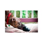 Kong Extreme Juguete para Perros - Imagen 3