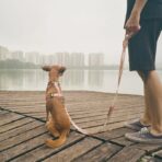 Laguna Dog Collar Zee.Dog - Imagen 3