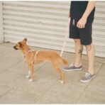 Laguna Leash Zee.Dog - Imagen 4