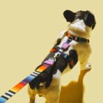 Prisma Dog H-Arnés Zee.Dog - Imagen 3