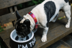 Bowl The Boss Zee.Dog - Imagen 2