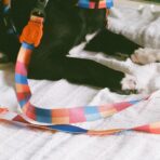 Parker Dog Leash Zee.Dog - Imagen 3