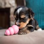 Juguete Kong Puppy - Imagen 3