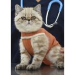 Body De Cobre Tradicional Kimba para Perros y Gatos - Imagen 2