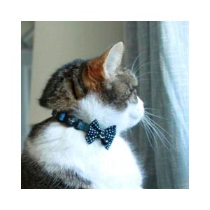 Collar Gato Coastal Lazer Brite Diamante Collar Gato Coastal Lazer Brite Diamante