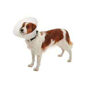 Collar Isabelino 40 Cm