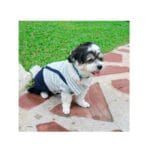 Traje Azul Suspensores DoggyDolly - Imagen 3