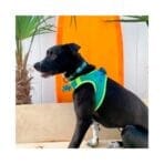 Arnés Doco Athletica Quick Fit - Imagen 5