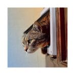 Puerta De Gato - Imagen 3