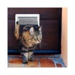 Puerta De Gato - Imagen 5