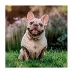 Corderito Sin Mangas Beige Pet Lounge - Imagen 3