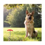 Estaca De Amarre Con Manilla Roja Dogit - Imagen 4