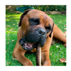 Astas De Ciervo Talla G Doggo - Imagen 3