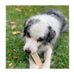 Astas De Ciervo Talla M Doggo - Imagen 3