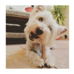 Astas De Ciervo Talla P Doggo - Imagen 3
