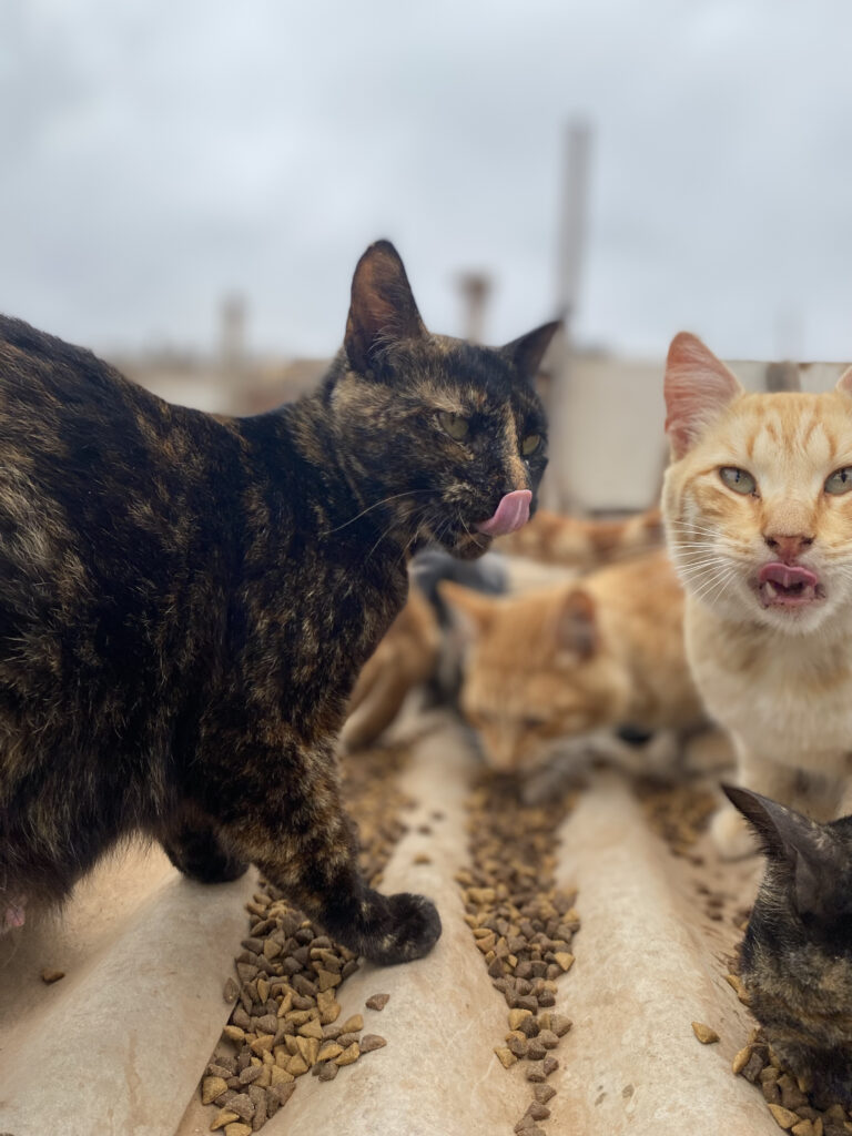 Nuestros inicios 2 IMG_7854