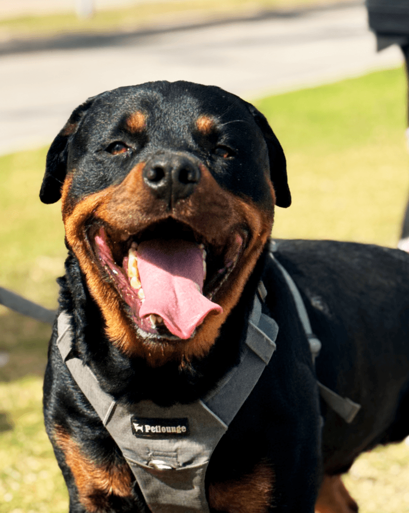 Caminata Pet Friendly 3 imagen galeria2