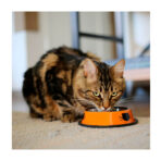 Plato Naranjo Acero Inoxidable Gato Brnx - Imagen 2