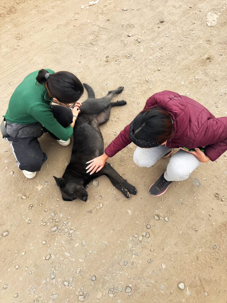 Voluntarios HolosGO! 3 13