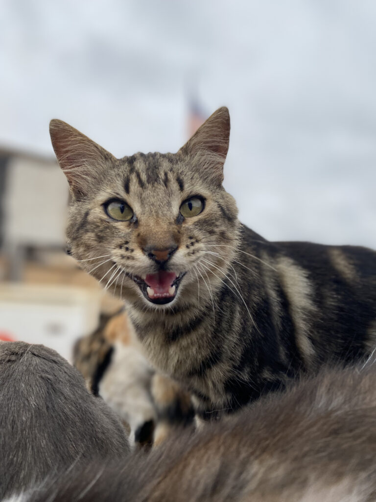 Proyecto Alimentación, Jueves! 3 IMG_7861 (1)