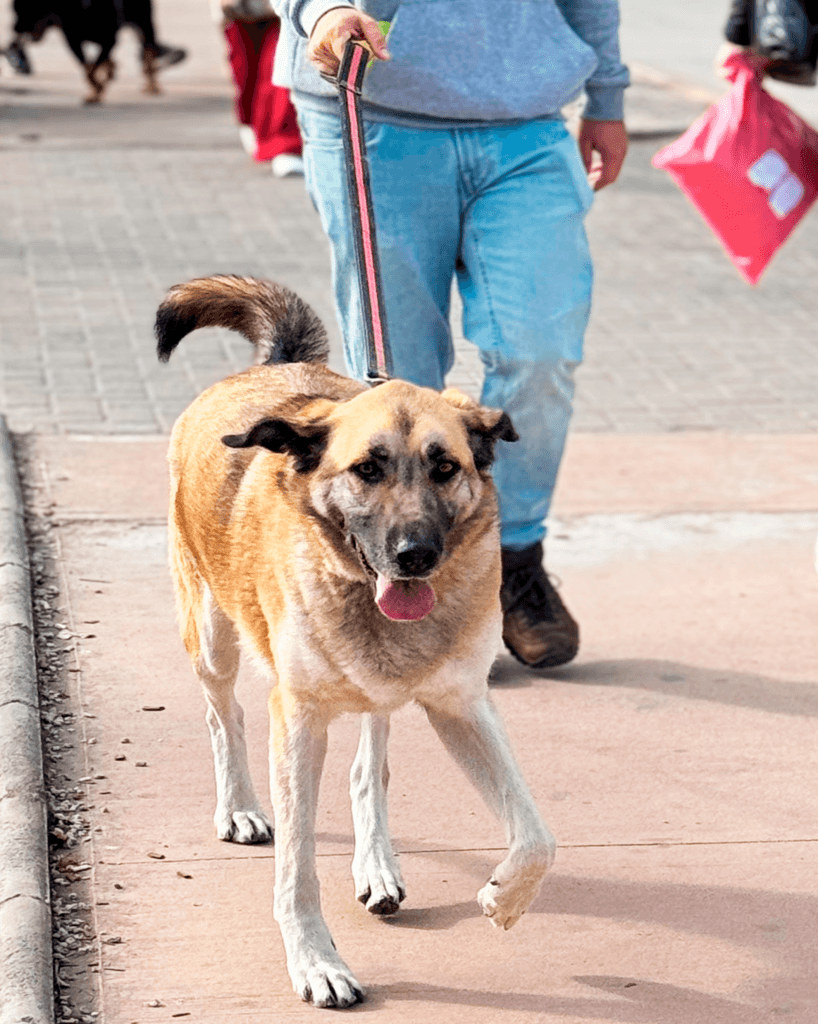 Caminata Pet Friendly 2 imagen galeria2 (1)