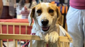 BLOG Bcvanner 90 x 50 cm