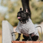 Corderito Cuello Alto Gris Pet Lounge - Imagen 4