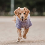 Corderito Cuello Alto Lila Pet Lounge - Imagen 5