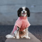 Corderito Cuello Alto Rosado Pet Lounge - Imagen 4