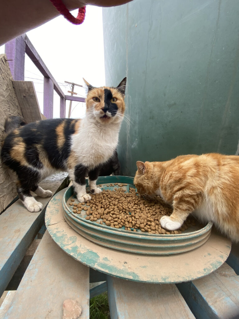 HolosGO! Més de Abril 7 IMG_4130