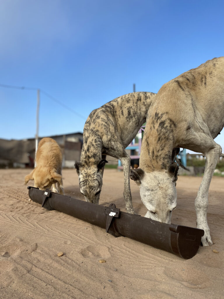 HolosGO! Més de Abril 3 IMG_9101