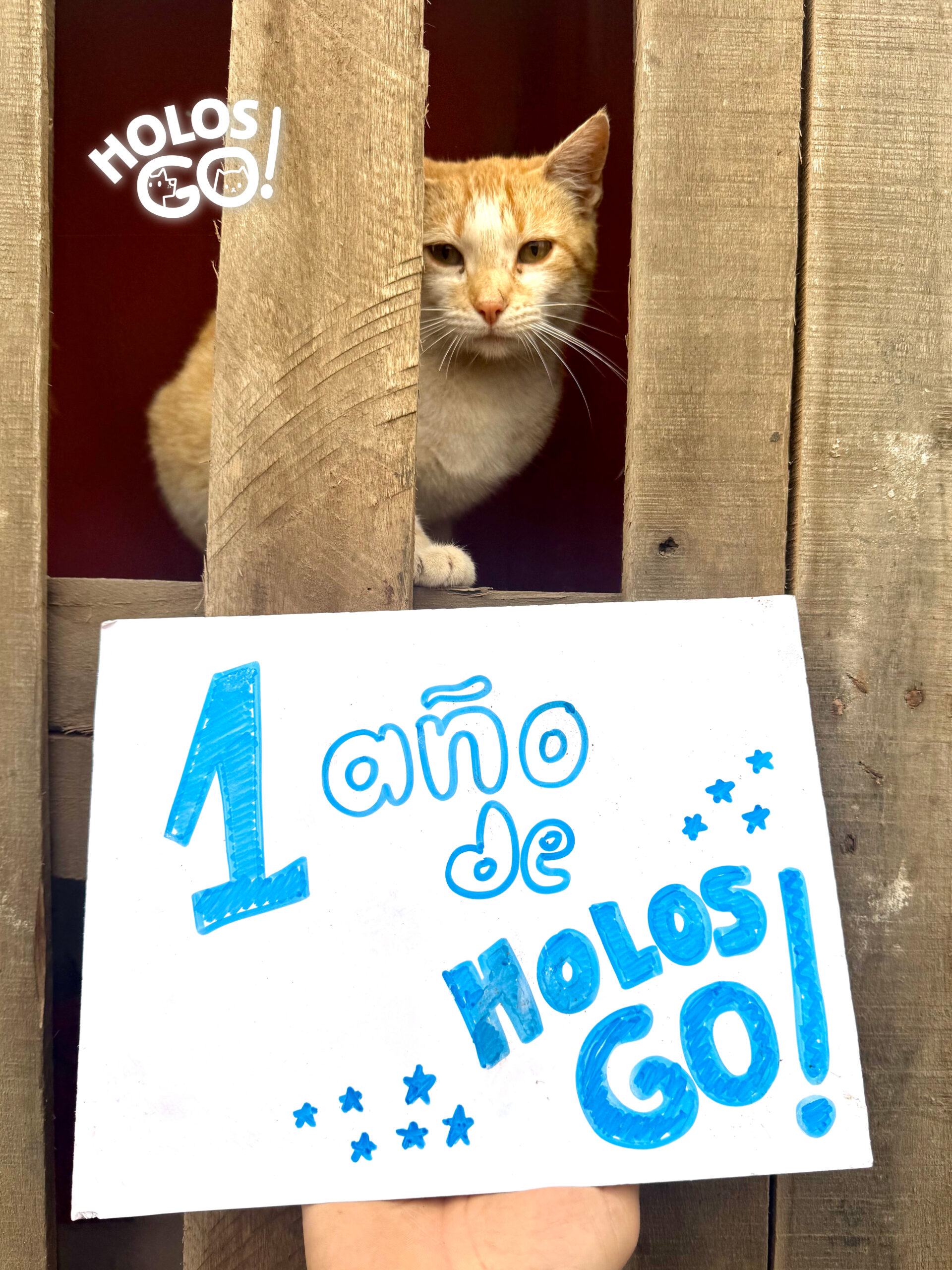 Un año de HolosGO! 5 blog scaled