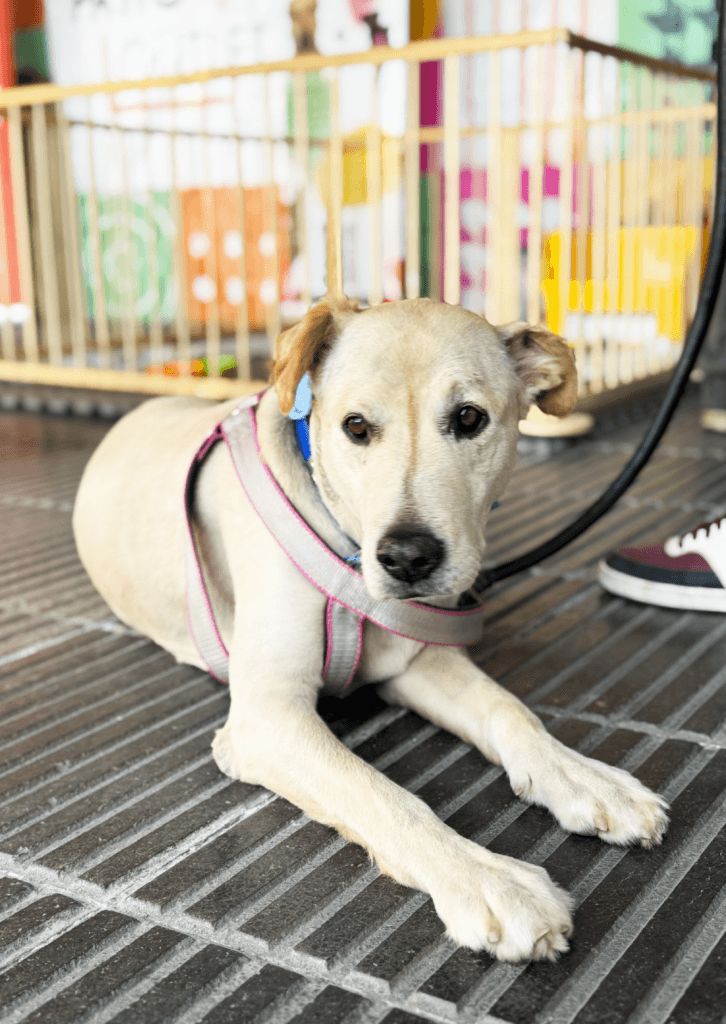 Proyecto Adopción, Patio Outlet 2 banners de los blogs-02