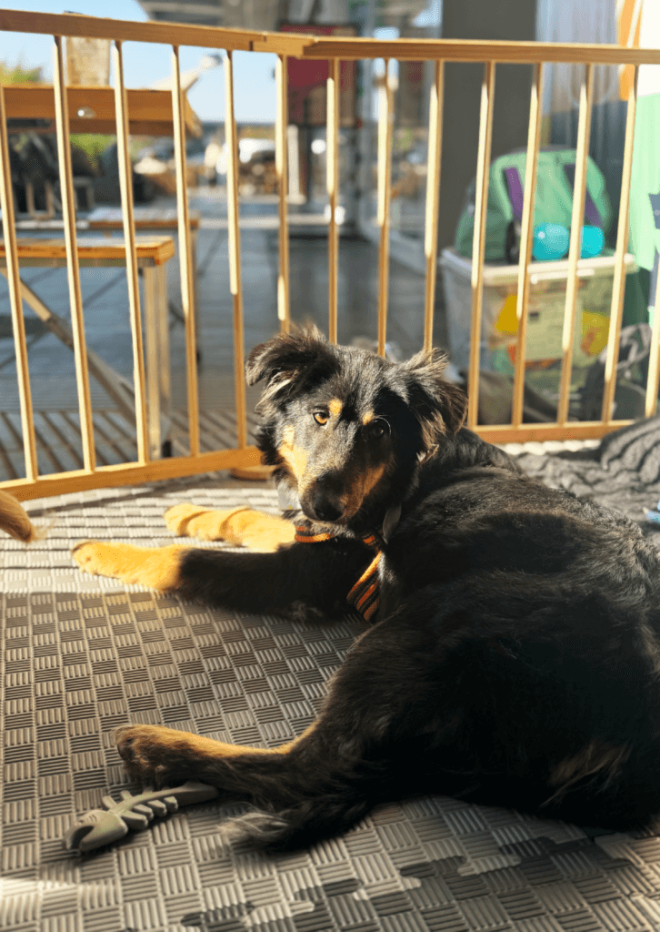 Proyecto Adopción, Patio Outlet 4 banners de los blogs-04