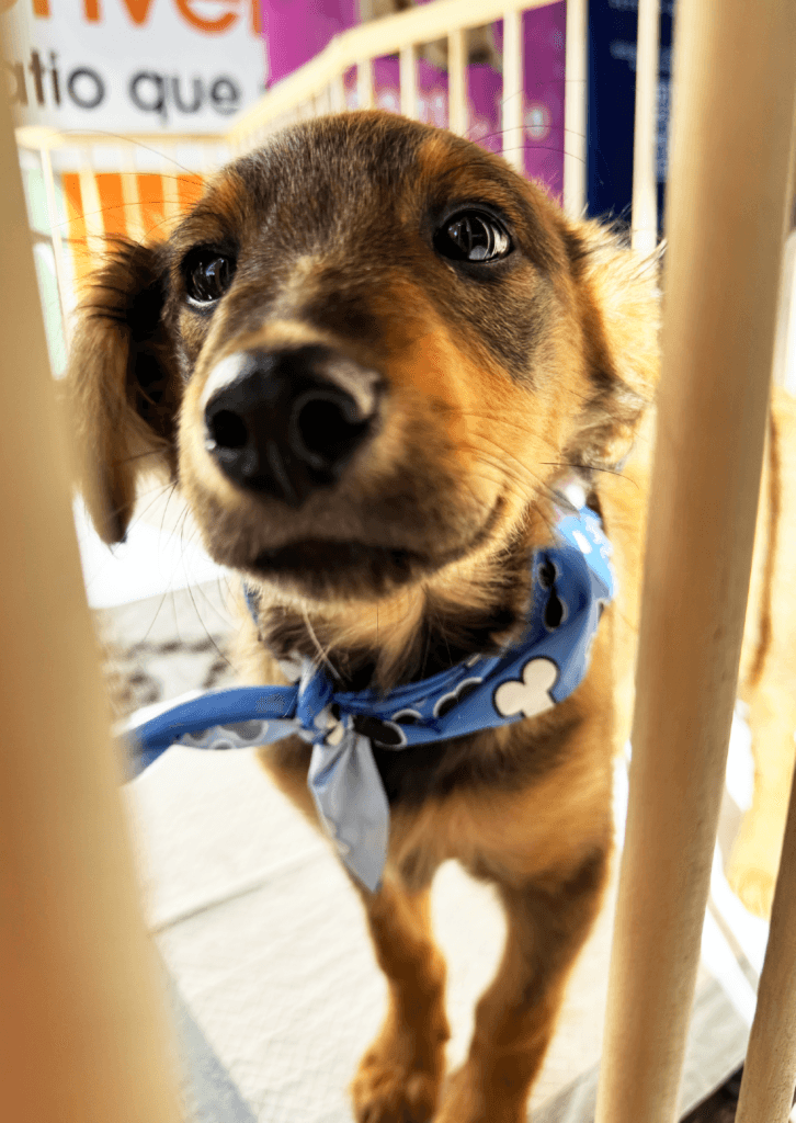 Proyecto Adopción, Patio Outlet 7 banners de los blogs-06