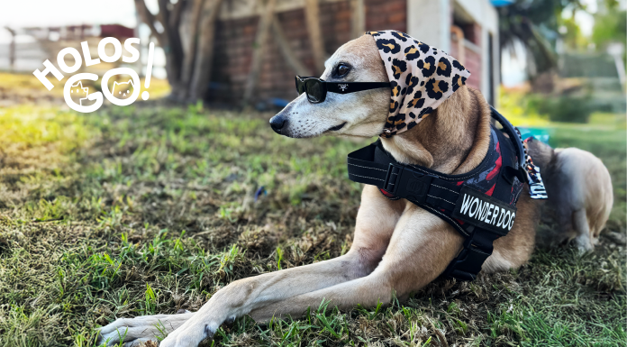Lanzamiento Cabañas, PETFRIENDLY 9 222
