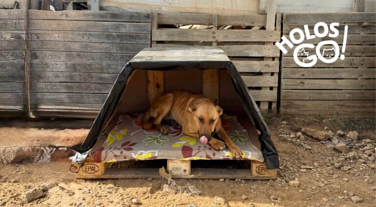 Proyecto Refugio, Reciclar