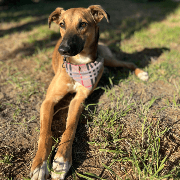 Adopcion 19 Flavio 1