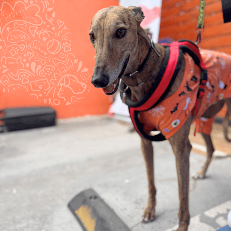 Octubre 1 jornada en tienda 18