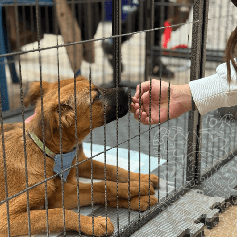 Octubre 1 jornada mall vivo 12 1