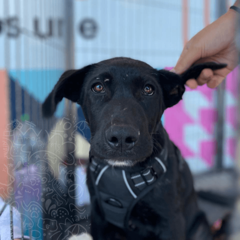 diciembre 2 jornada patio poutlet 13 1