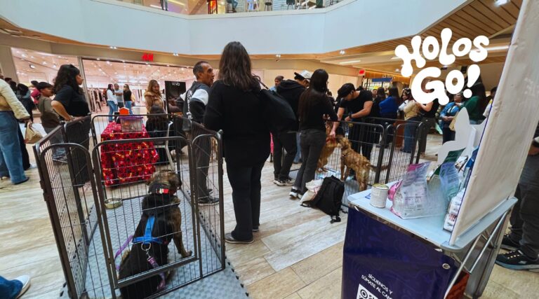 Jornada de Adopcion Sabado 01 de agosto Mall Vivo Coquimbo