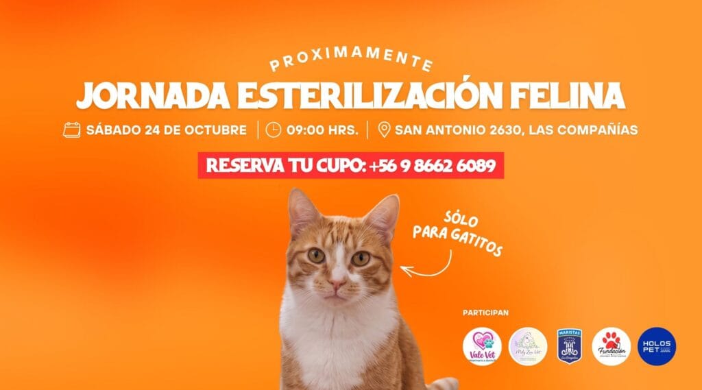 Jornada de Esterilización Felina | Sábado 24 de Octubre | San Antonio 2630, Las Compañías, La Serena